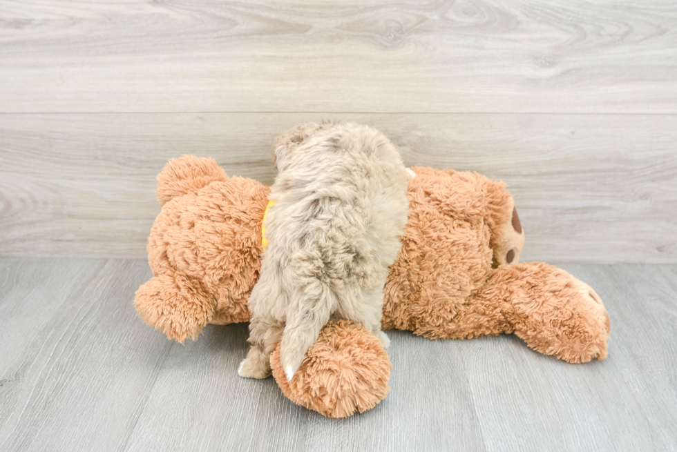 Mini Aussiedoodle Puppy for Adoption