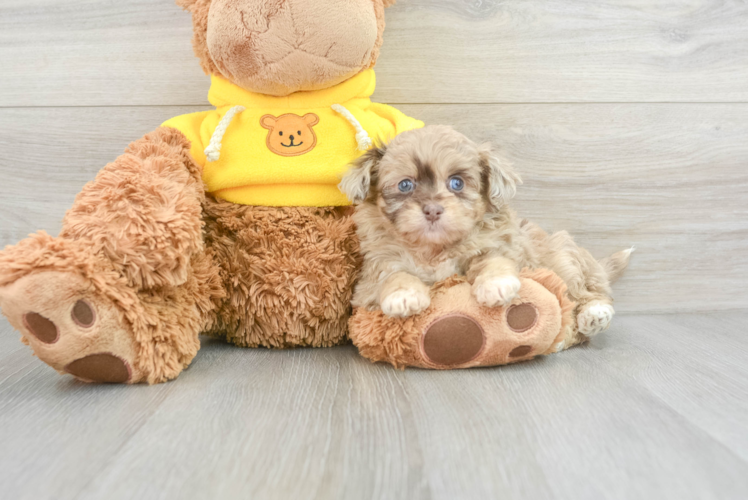 Popular Mini Aussiedoodle Poodle Mix Pup