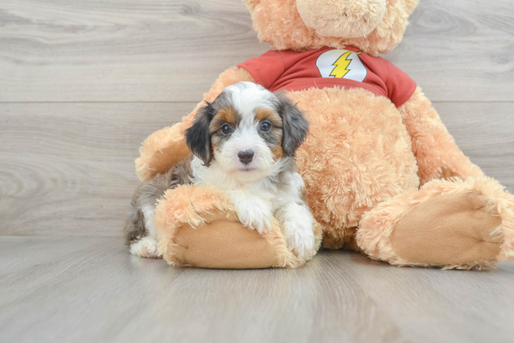 Energetic Aussie Poo Poodle Mix Puppy