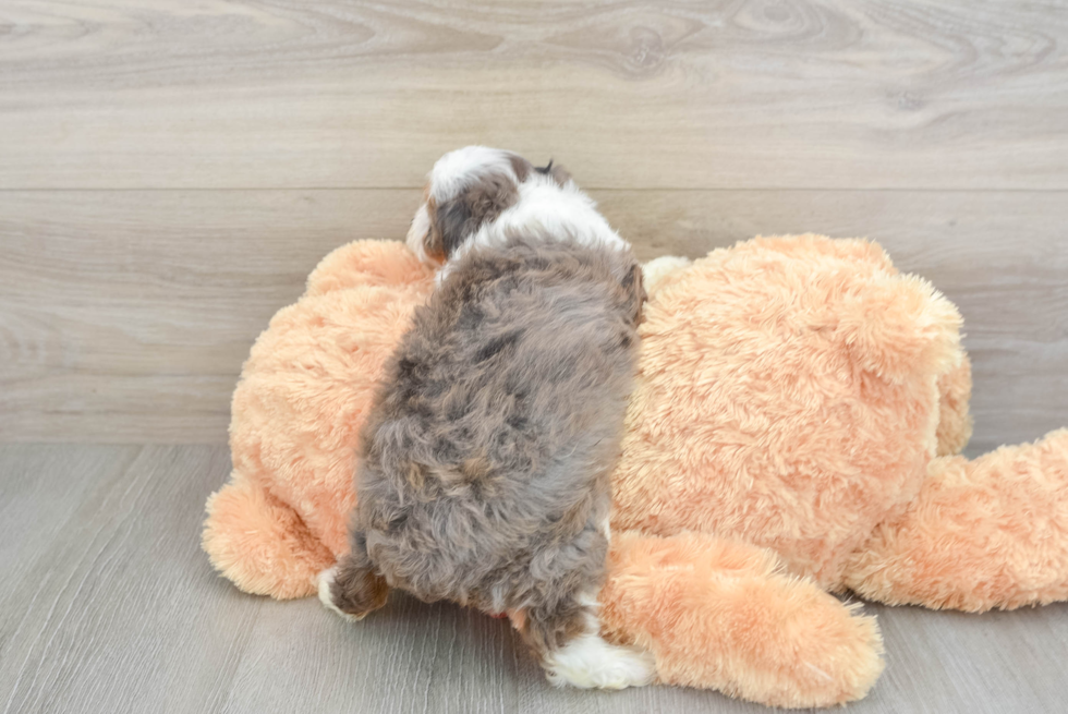 Playful Mini Aussiepoodle Poodle Mix Puppy