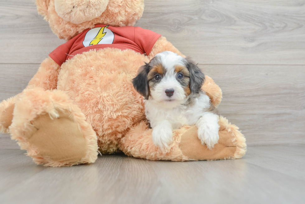 Funny Mini Aussiedoodle Poodle Mix Pup