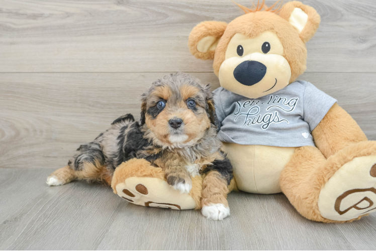 Mini Aussiedoodle Puppy for Adoption