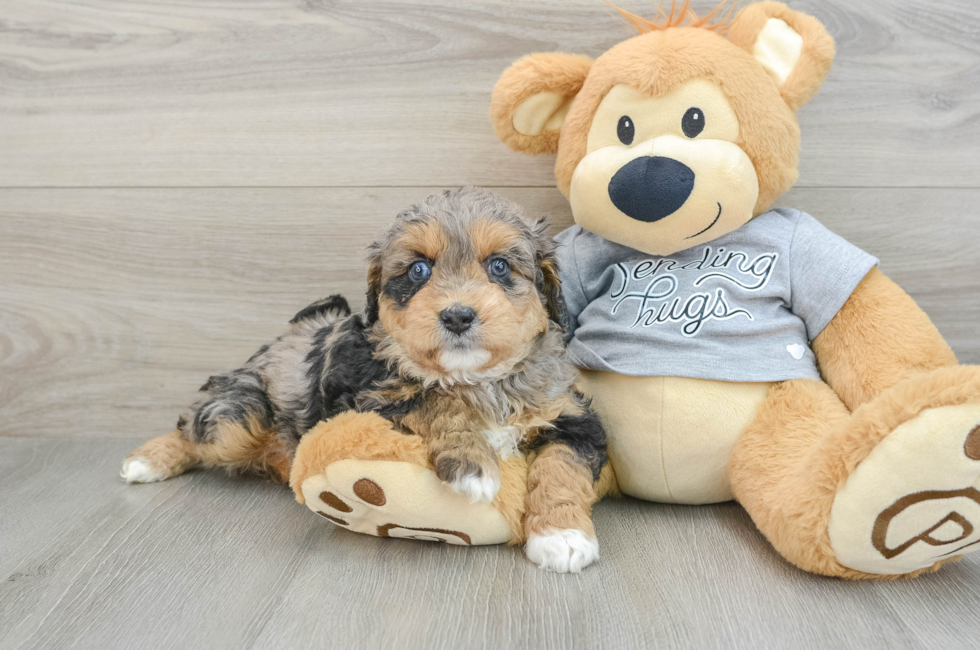 6 week old Mini Aussiedoodle Puppy For Sale - Premier Pups