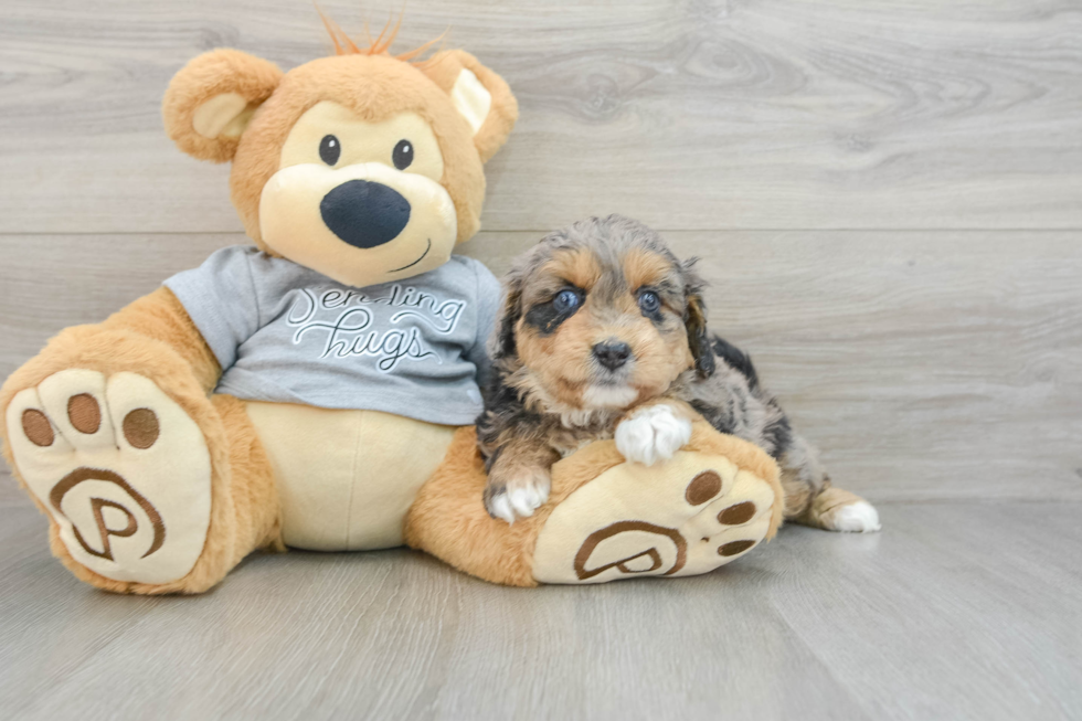 Mini Aussiedoodle Pup Being Cute