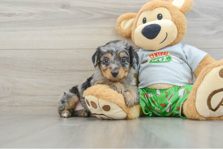 Energetic Aussie Poo Poodle Mix Puppy