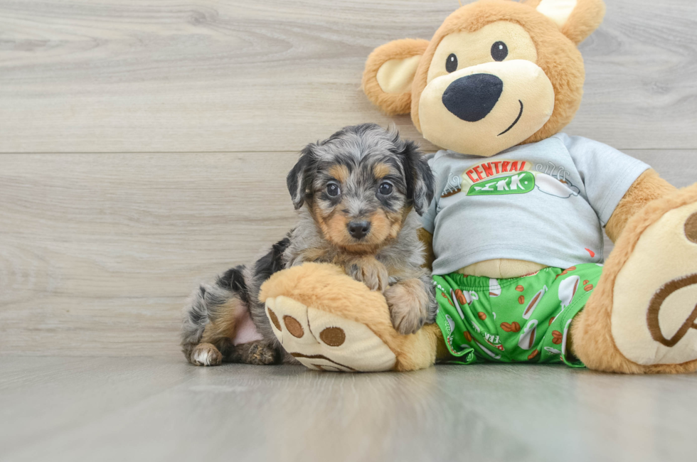 6 week old Mini Aussiedoodle Puppy For Sale - Premier Pups