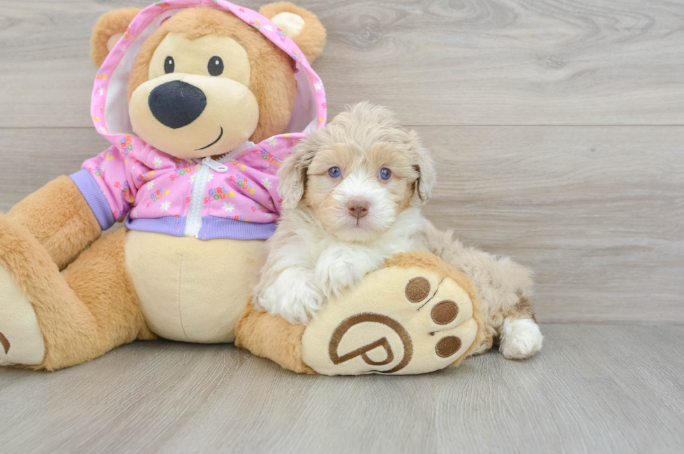 5 week old Mini Aussiedoodle Puppy For Sale - Premier Pups