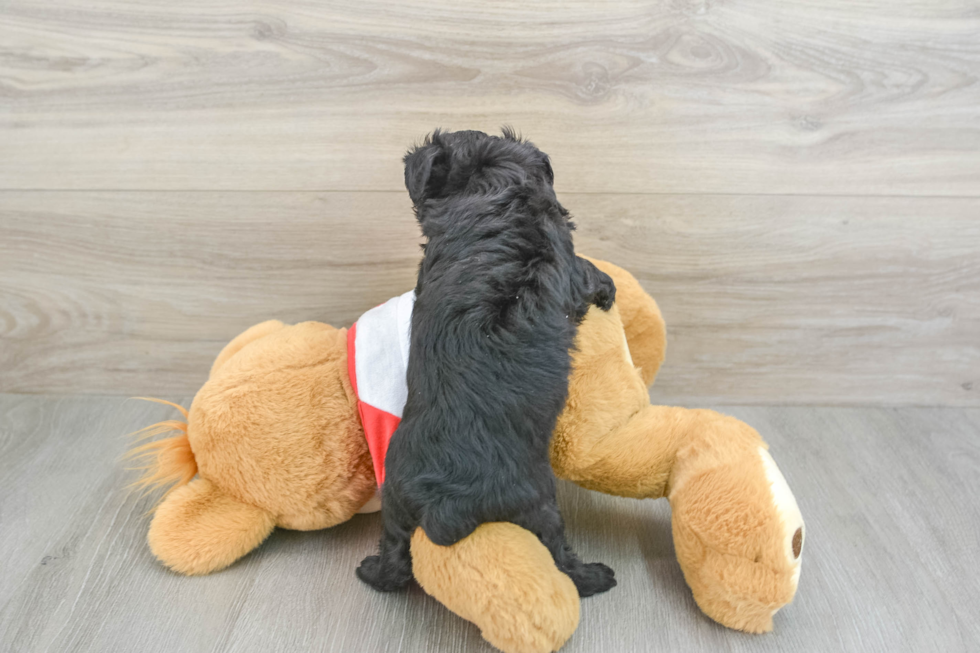 Mini Aussiedoodle Pup Being Cute