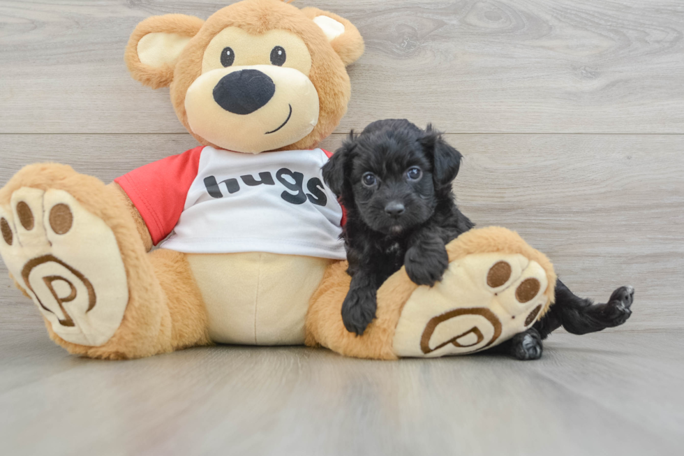 Mini Aussiedoodle Puppy for Adoption