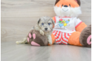 Mini Aussiedoodle Pup Being Cute