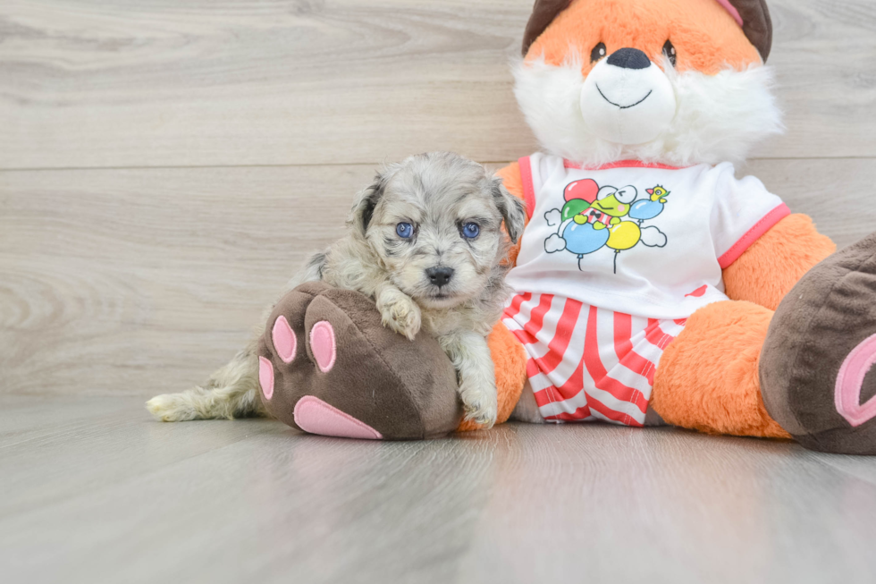 Mini Aussiedoodle Pup Being Cute
