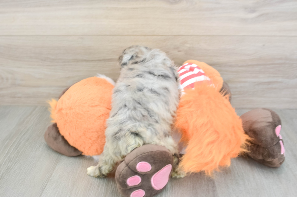 Happy Mini Aussiedoodle Baby