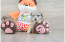 Best Mini Aussiedoodle Baby