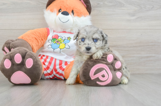 Best Mini Aussiedoodle Baby