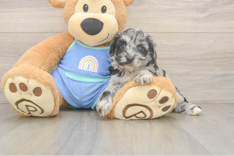 Mini Aussiedoodle Pup Being Cute
