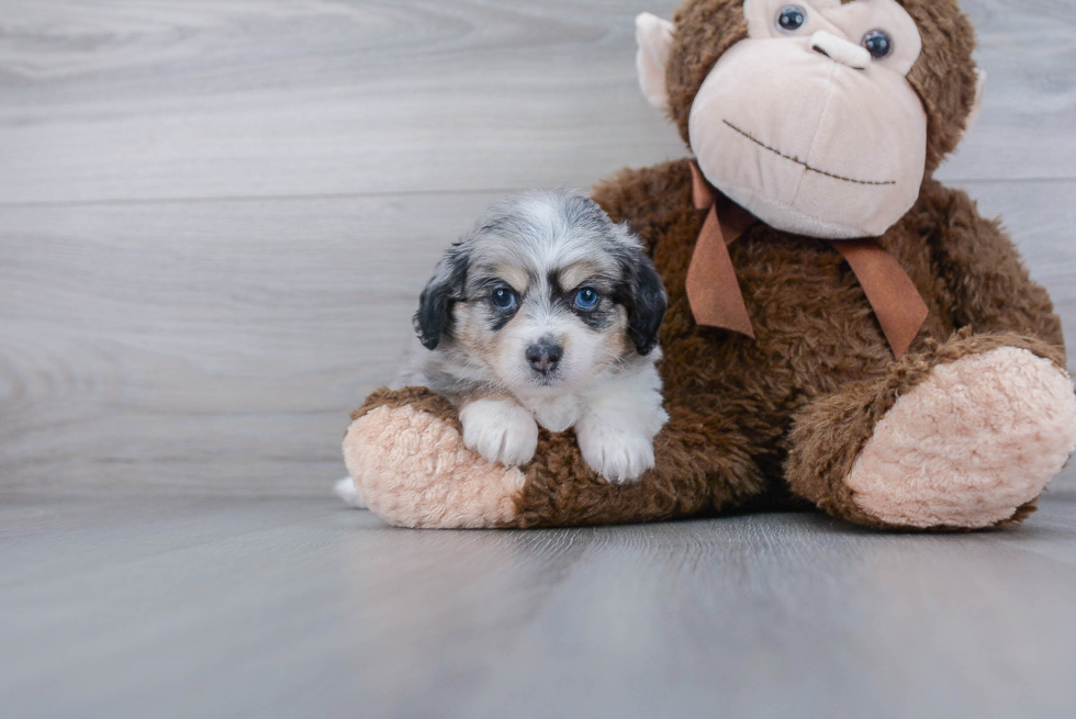 Best Mini Aussiedoodle Baby