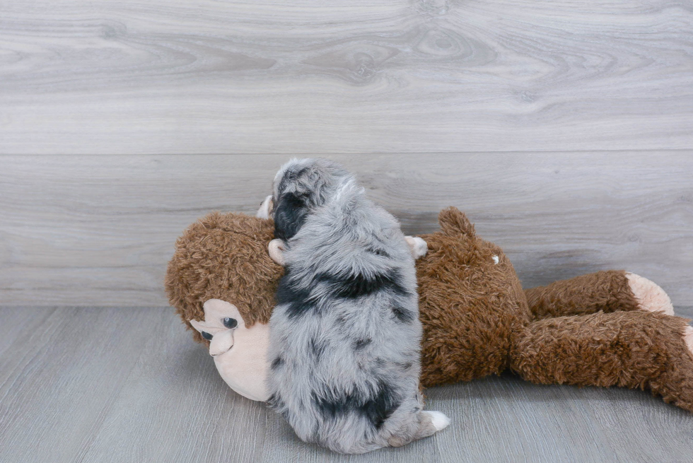 Smart Mini Aussiedoodle Poodle Mix Pup