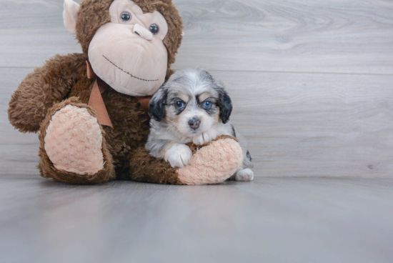 Mini Aussiedoodle Pup Being Cute