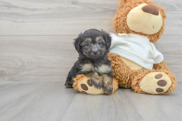 Mini Aussiedoodle Pup Being Cute