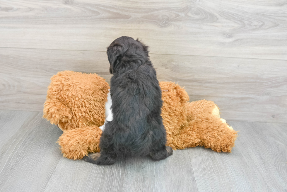 Mini Aussiedoodle Pup Being Cute