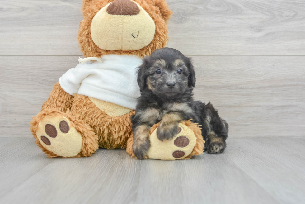 Mini Aussiedoodle Puppy for Adoption