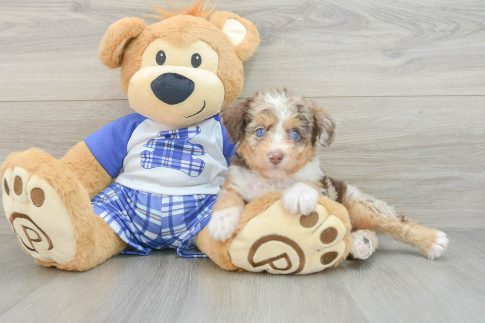 Best Mini Aussiedoodle Baby