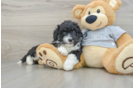 Adorable Mini Australian Shepherd X Poodle Mix Poodle Mix Puppy