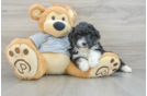 Adorable Mini Australian Shepherd X Poodle Mix Poodle Mix Puppy