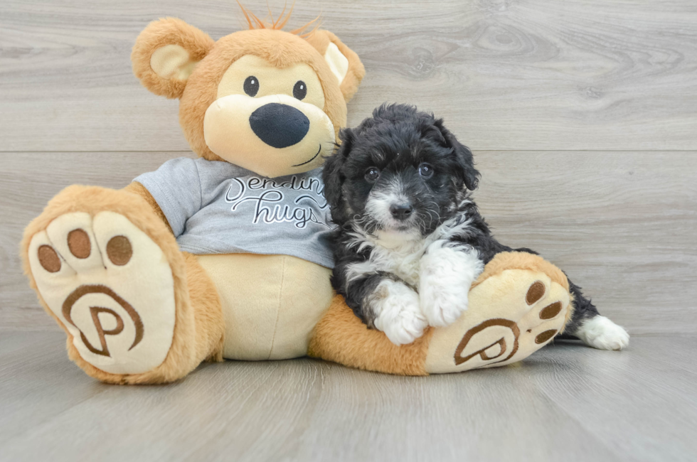 6 week old Mini Aussiedoodle Puppy For Sale - Premier Pups