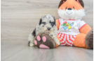 Little Mini Aussiepoo Poodle Mix Puppy