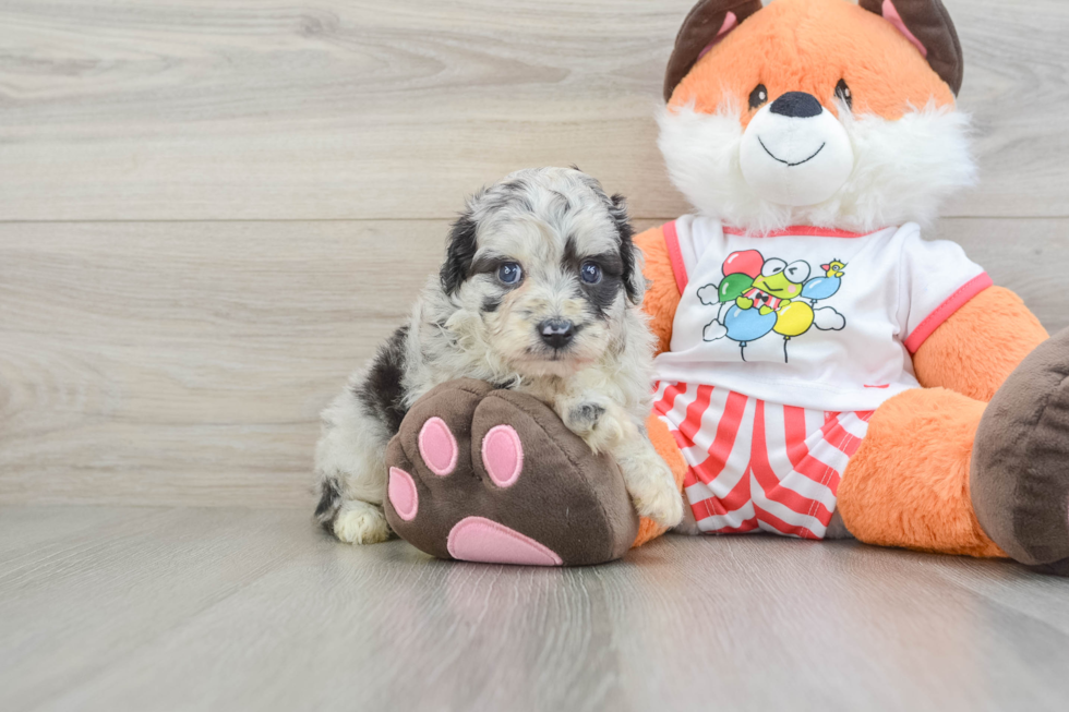 Little Mini Aussiepoo Poodle Mix Puppy