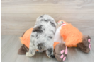 Best Mini Aussiedoodle Baby
