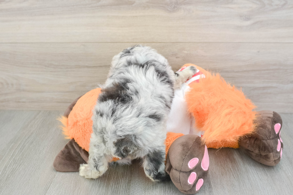 Best Mini Aussiedoodle Baby