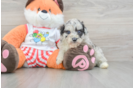 Petite Mini Aussiedoodle Poodle Mix Pup