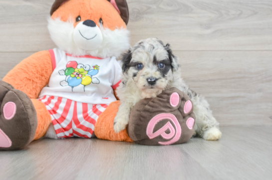 Petite Mini Aussiedoodle Poodle Mix Pup