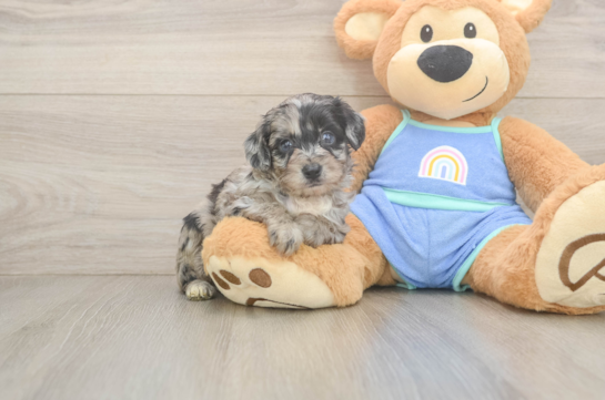 Sweet Mini Aussiedoodle Baby
