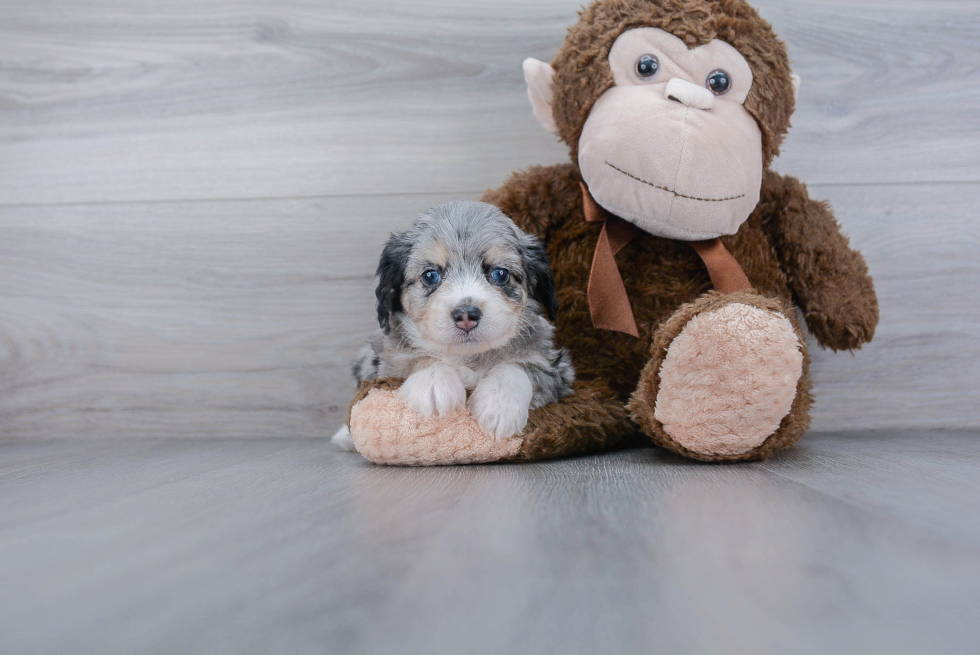 Energetic Aussiepoo Poodle Mix Puppy