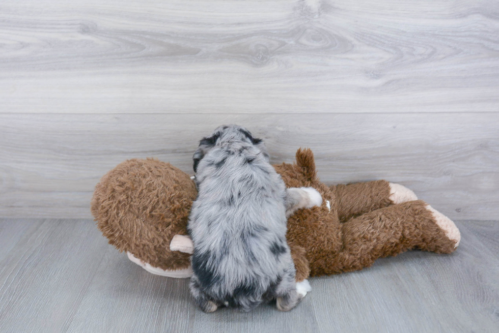 Mini Aussiedoodle Pup Being Cute