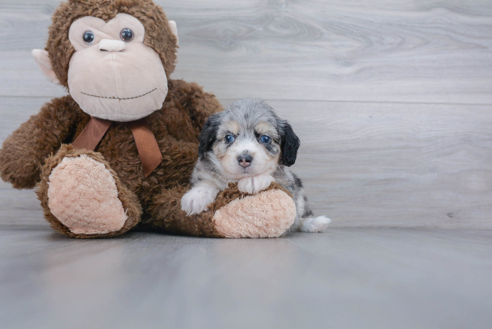 Best Mini Aussiedoodle Baby