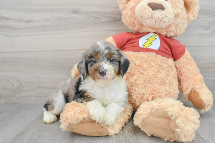 Smart Mini Aussiedoodle Poodle Mix Pup