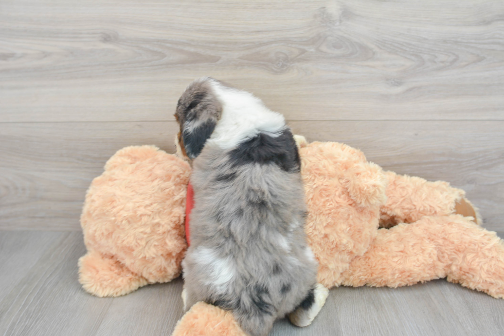 Energetic Aussiepoo Poodle Mix Puppy