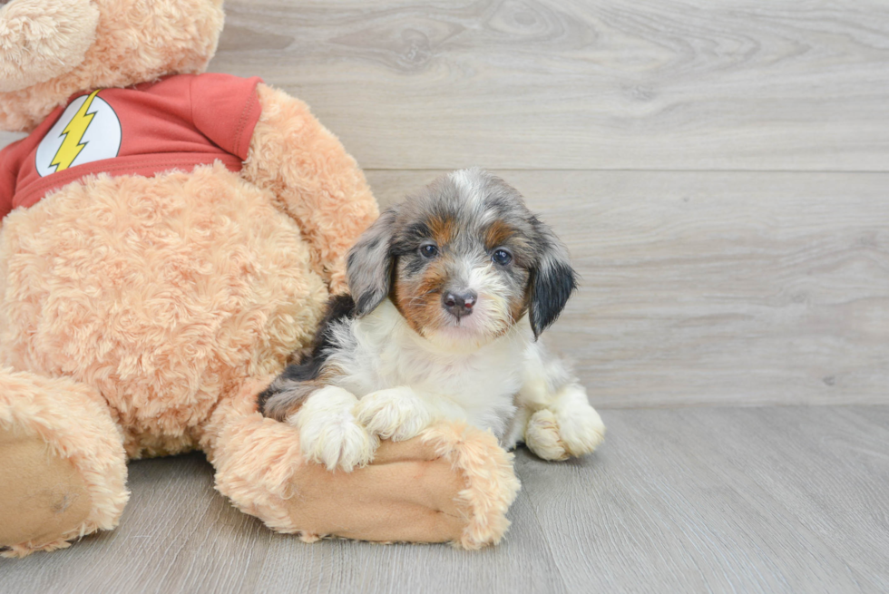 Mini Aussiedoodle Puppy for Adoption