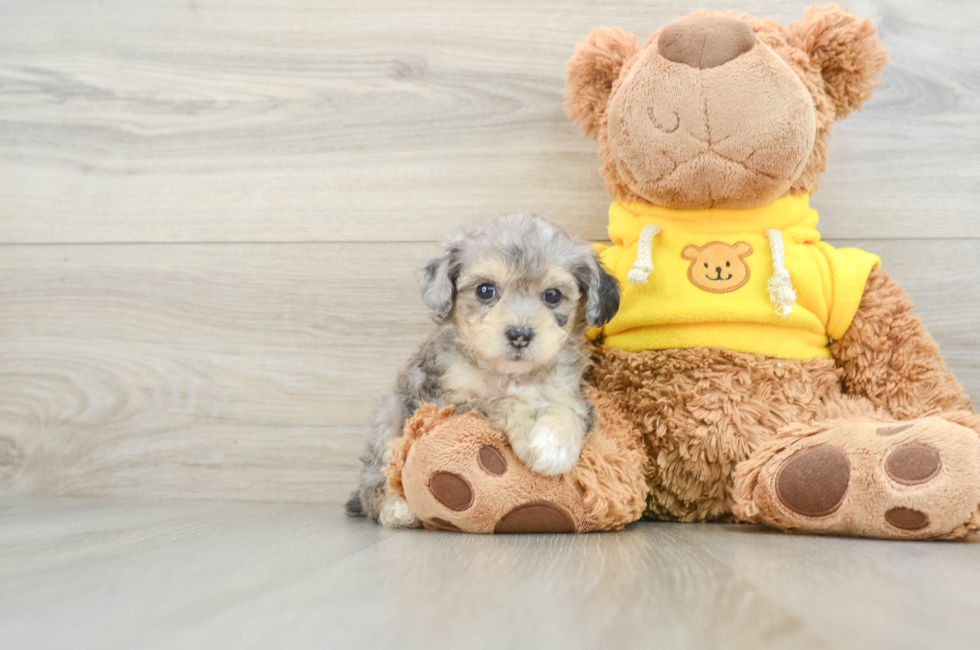 8 week old Mini Aussiedoodle Puppy For Sale - Premier Pups