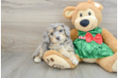 Funny Mini Aussiedoodle Poodle Mix Pup