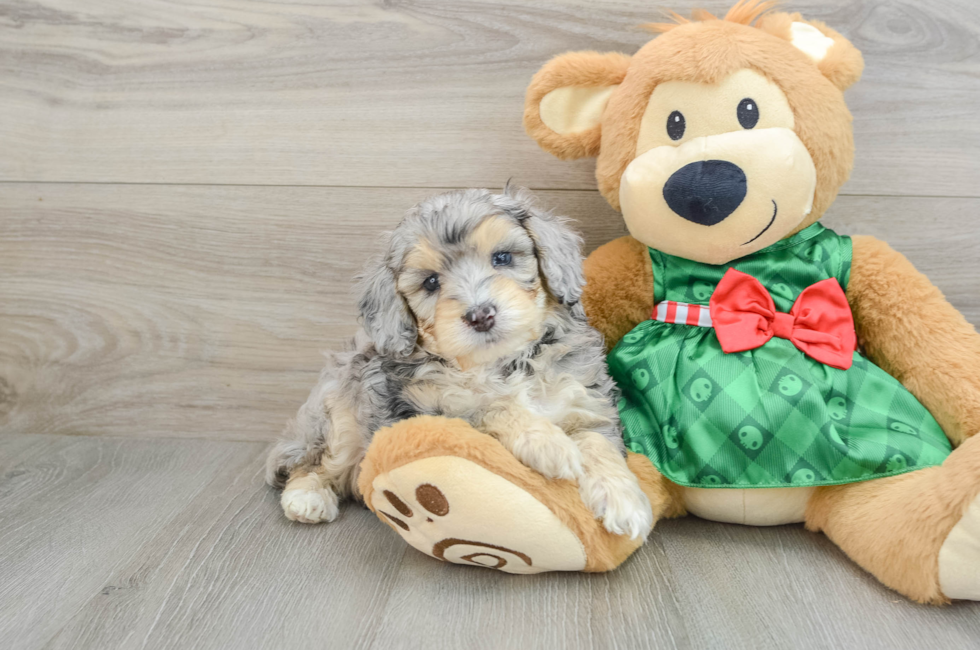 5 week old Mini Aussiedoodle Puppy For Sale - Premier Pups