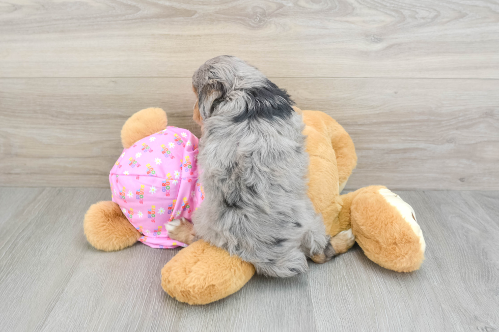 Small Mini Aussiedoodle Baby