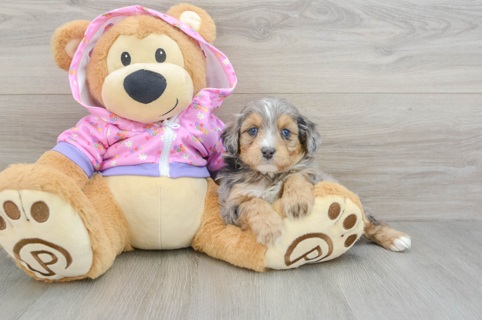 5 week old Mini Aussiedoodle Puppy For Sale - Premier Pups