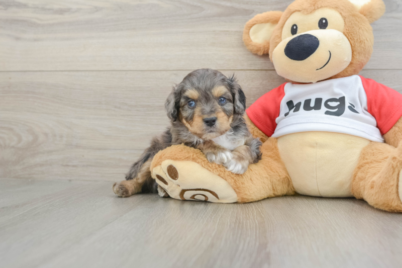 Meet Kabluey - our Mini Aussiedoodle Puppy Photo 1/3 - Premier Pups