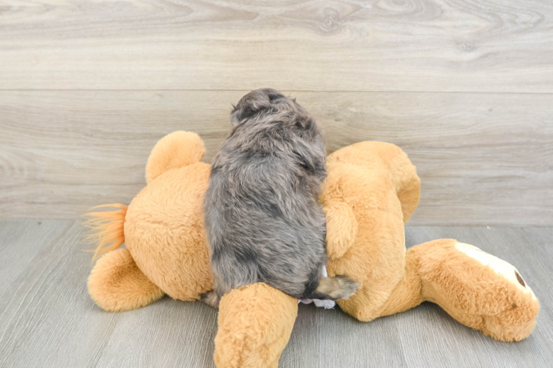 Meet Kabluey - our Mini Aussiedoodle Puppy Photo 2/3 - Premier Pups