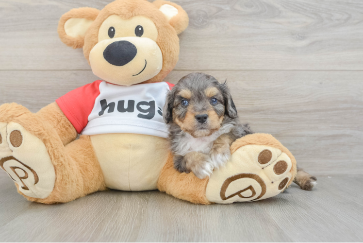 Popular Mini Aussiedoodle Poodle Mix Pup